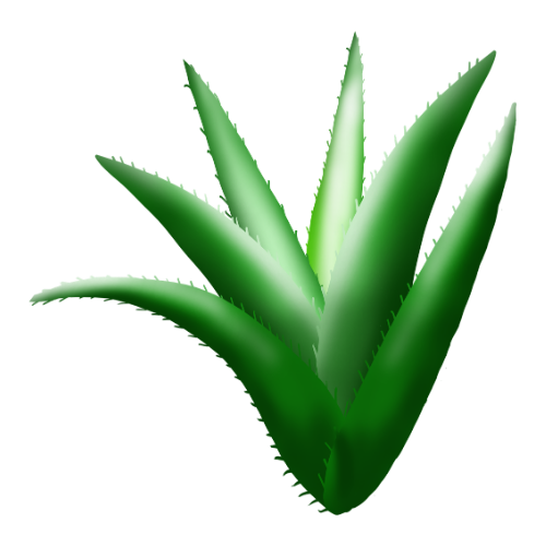 Aloe Véra